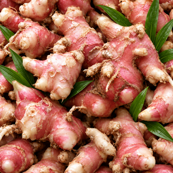 Ginger